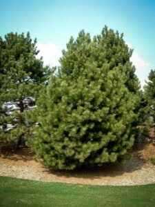 Сосна Чёрная (Pinus Nigra) купить по цене от 270.00р. в интернет-магазине «Посадика» с доставкой почтой в в Железногорск-Илимскийе и по всей России – [изображение №1].