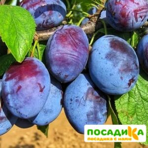 Слива Чачакская ранняя купить по цене от 229.00р. в интернет-магазине «Посадика» с доставкой почтой в в Железногорск-Илимскийе и по всей России – [изображение №1].