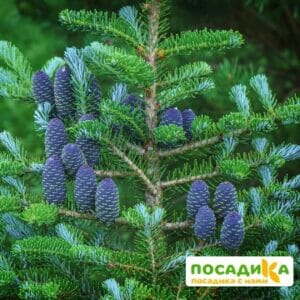 Пихта корейская (Abies koreana) купить по цене от 450.00р. в интернет-магазине «Посадика» с доставкой почтой в в Железногорск-Илимскийе и по всей России – [изображение №1].