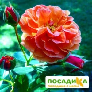 Роза Арабия купить по цене от 350.00р. в интернет-магазине «Посадика» с доставкой почтой в в Железногорск-Илимскийе и по всей России – [изображение №1].