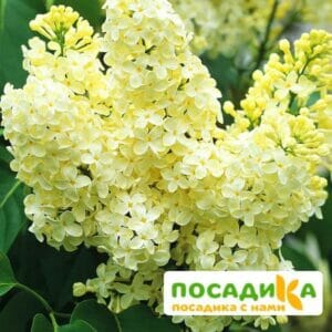 Сирень Примроуз (Primrose) купить по цене от 529.00р. в интернет-магазине «Посадика» с доставкой почтой в в Железногорск-Илимскийе и по всей России – [изображение №1].