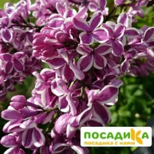 Сирень Сенсация купить по цене от 529.00р. в интернет-магазине «Посадика» с доставкой почтой в в Железногорск-Илимскийе и по всей России – [изображение №1].