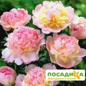 Пион Распберри Сандей (Paeonia Raspberry Sundae) купить по цене от 959р. в интернет-магазине «Посадика» с доставкой почтой в в Железногорск-Илимскийе и по всей России – [изображение №1].