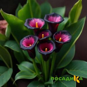 Калла Аура Лейс купить по цене от 400р. в интернет-магазине «Посадика» с доставкой почтой в в Железногорск-Илимскийе и по всей России – [изображение №1].
