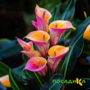 Калла Оникс купить по цене от 450р. в интернет-магазине «Посадика» с доставкой почтой в в Железногорск-Илимскийе и по всей России – [изображение №1].