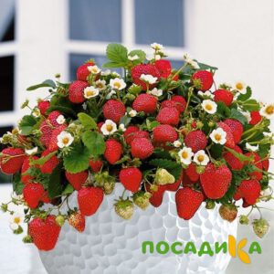 Клубника Рубиновый Шепот (горшечная) купить по цене от 240р. в интернет-магазине «Посадика» с доставкой почтой в в Железногорск-Илимскийе и по всей России – [изображение №1].