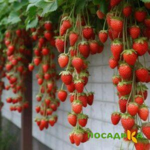 Клубника вьющаяся Комплимент купить по цене от 470р. в интернет-магазине «Посадика» с доставкой почтой в в Железногорск-Илимскийе и по всей России – [изображение №1].