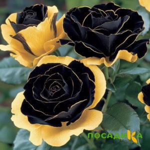 Роза Ханни Сикл купить по цене от 700р. в интернет-магазине «Посадика» с доставкой почтой в в Железногорск-Илимскийе и по всей России – [изображение №1].