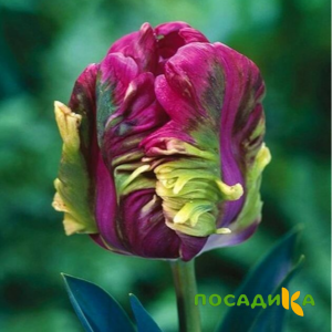 Тюльпан Экзотик Хэвен купить по цене от 186р. в интернет-магазине «Посадика» с доставкой почтой в в Железногорск-Илимскийе и по всей России – [изображение №1].