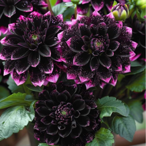 Георгин Лаванда Лейс купить по цене от 679р. в интернет-магазине «Посадика» с доставкой почтой в в Железногорск-Илимскийе и по всей России – [изображение №1].